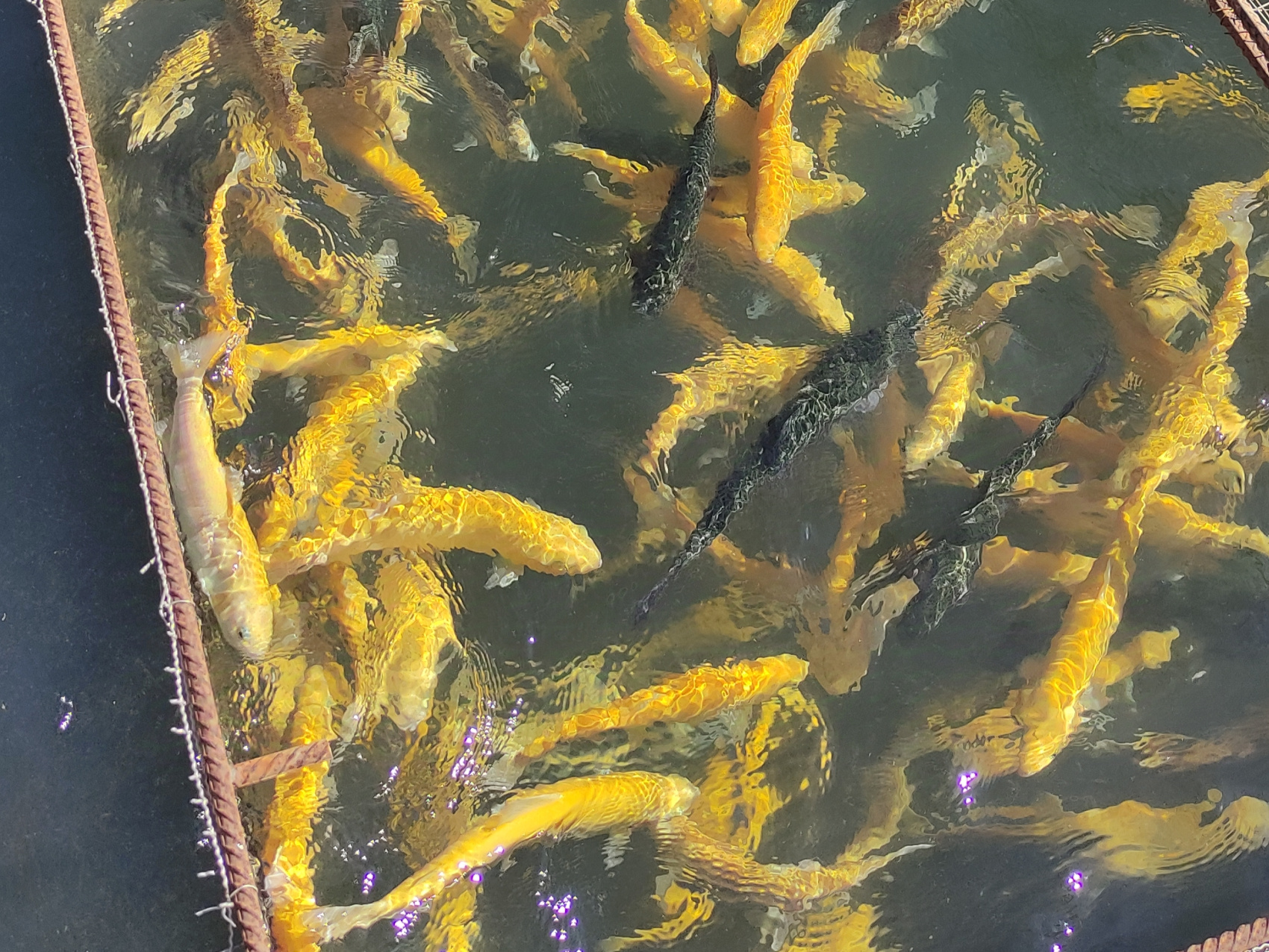 Пляжный Дагестан (г. Каспийск) (21/85)