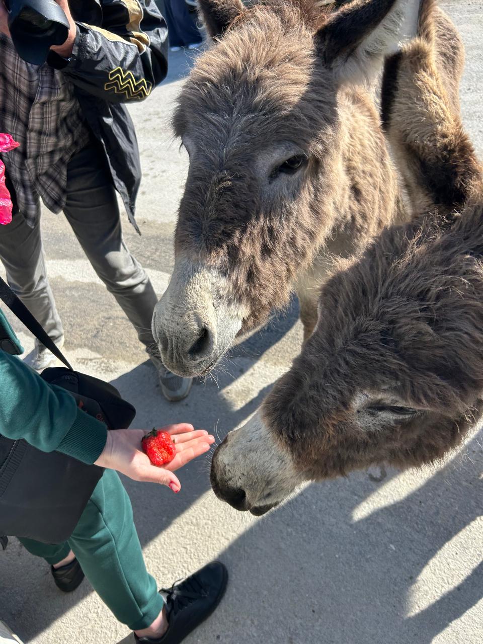 Пляжный Дагестан (г. Каспийск) (78/85)