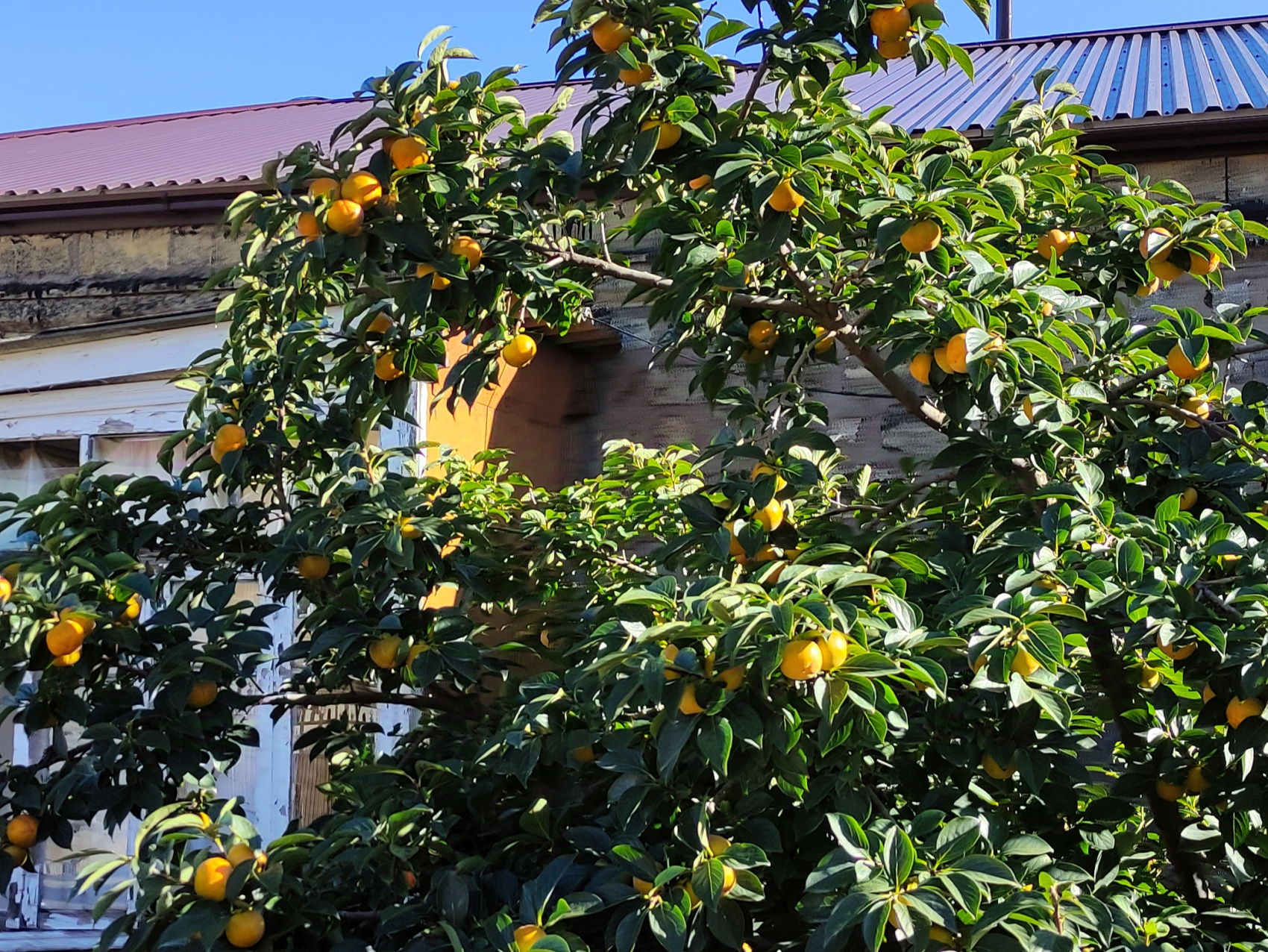 Пляжный Дагестан (г. Каспийск) (25/85)