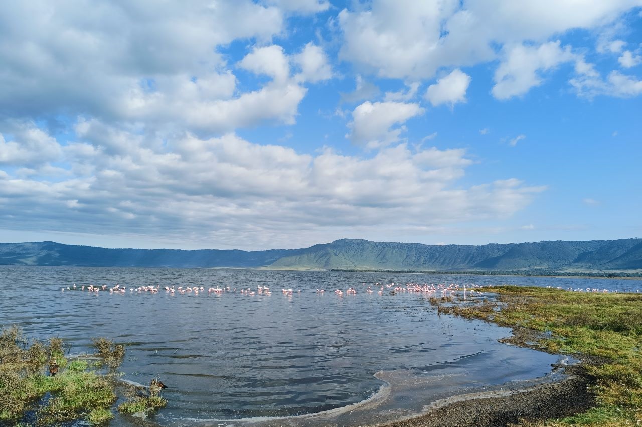 8-дневный миграционный речной переход антилоп гну (4/6)