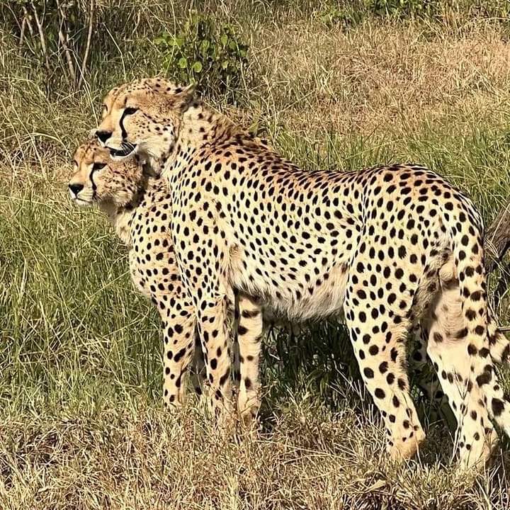 Масаи Мара с ограниченным бюджетом — 4-дневное групповое сафари (7/10)