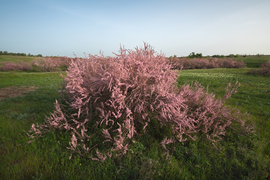 Путешествие в цветущую степь (25/26)