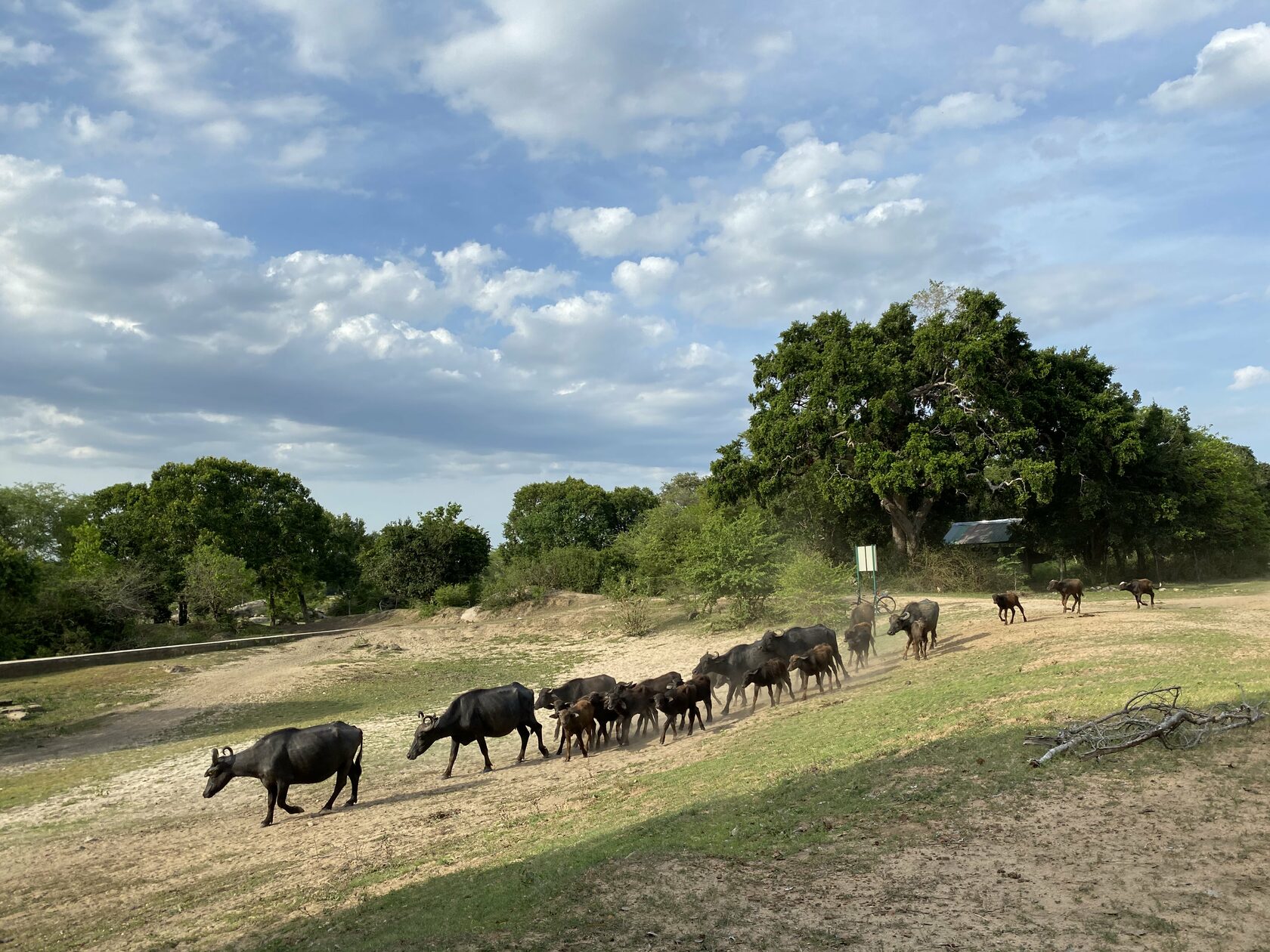 Шри-Ланка. Восточные пляжи, горы, чай, слоны и леопарды (41/45)
