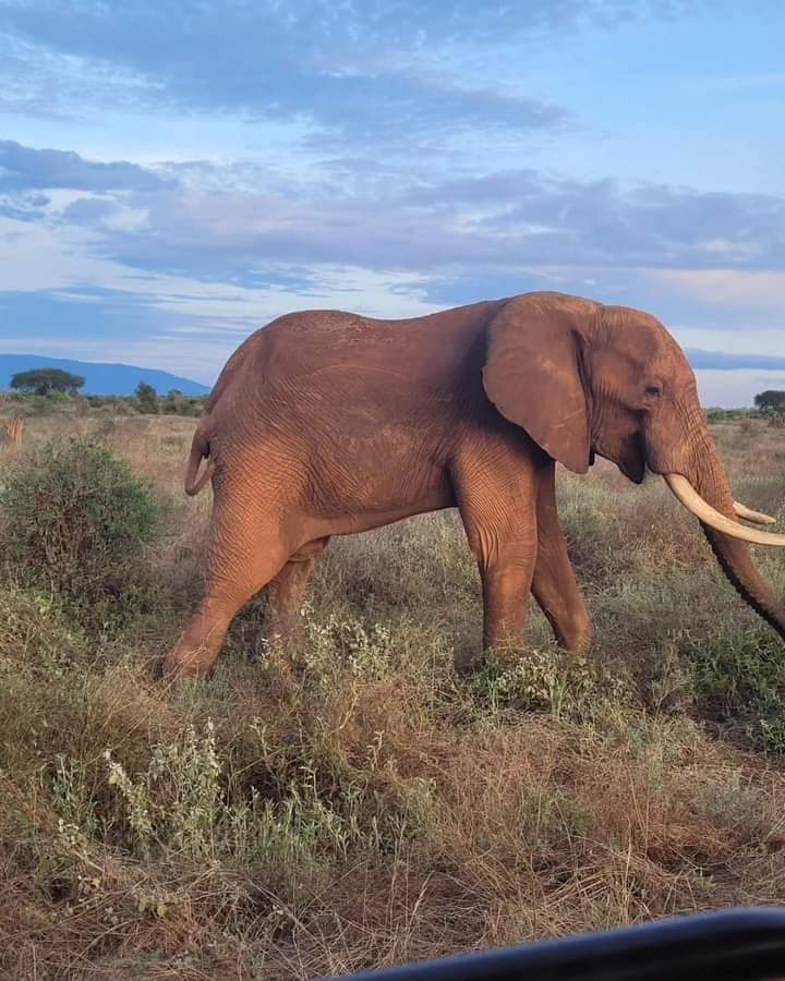 Откройте для себя лучшие достопримечательности Кении за 5 дней — Масаи-Мара, озеро Накуру и Найваша Ад (5/7)