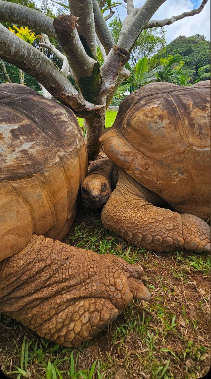 Киты и Кашалоты на Маврикии (5/32)