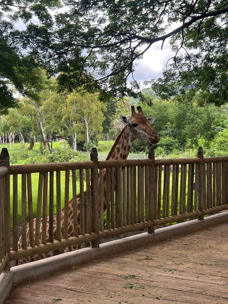 Киты и Кашалоты на Маврикии (9/32)