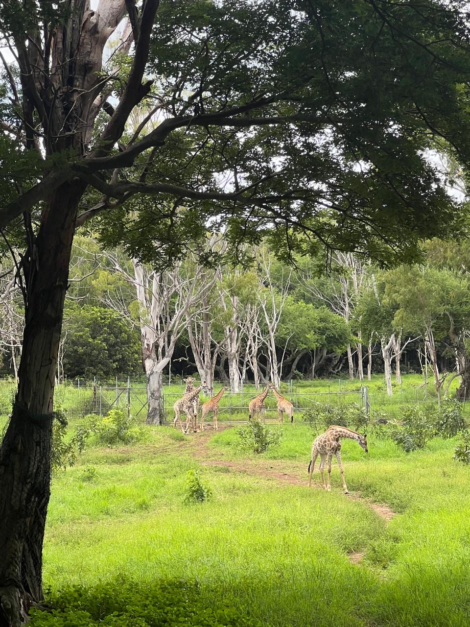 Киты и Кашалоты на Маврикии (6/32)
