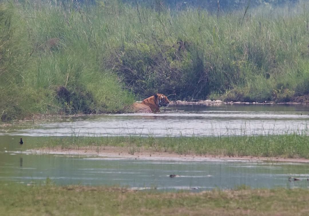 Royal Bengal Tiger & One-horned Rhino Safari in Bardiya (5/7)