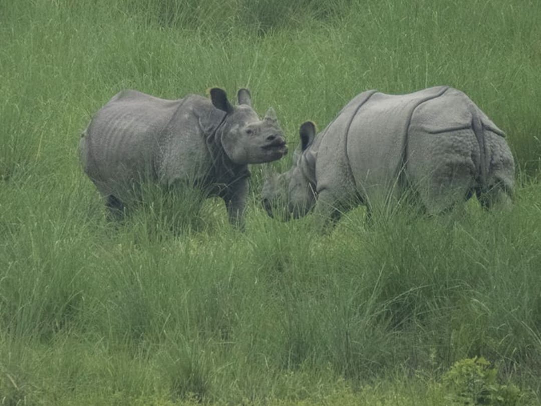 Royal Bengal Tiger & One-horned Rhino Safari in Bardiya (4/7)