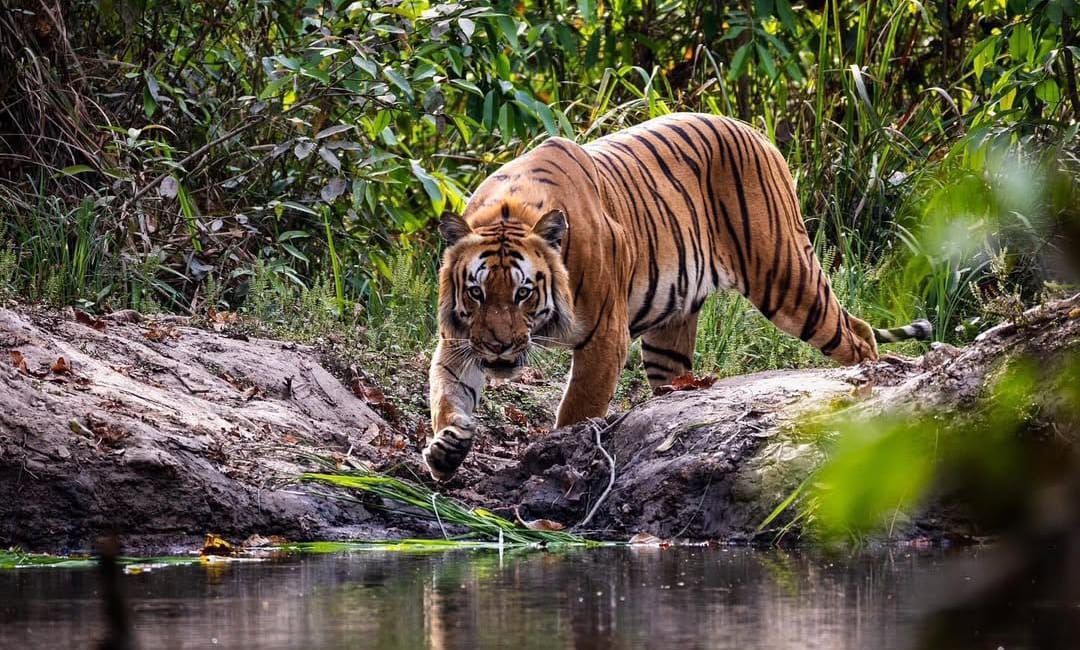 Royal Bengal Tiger & One-horned Rhino Safari in Bardiya
