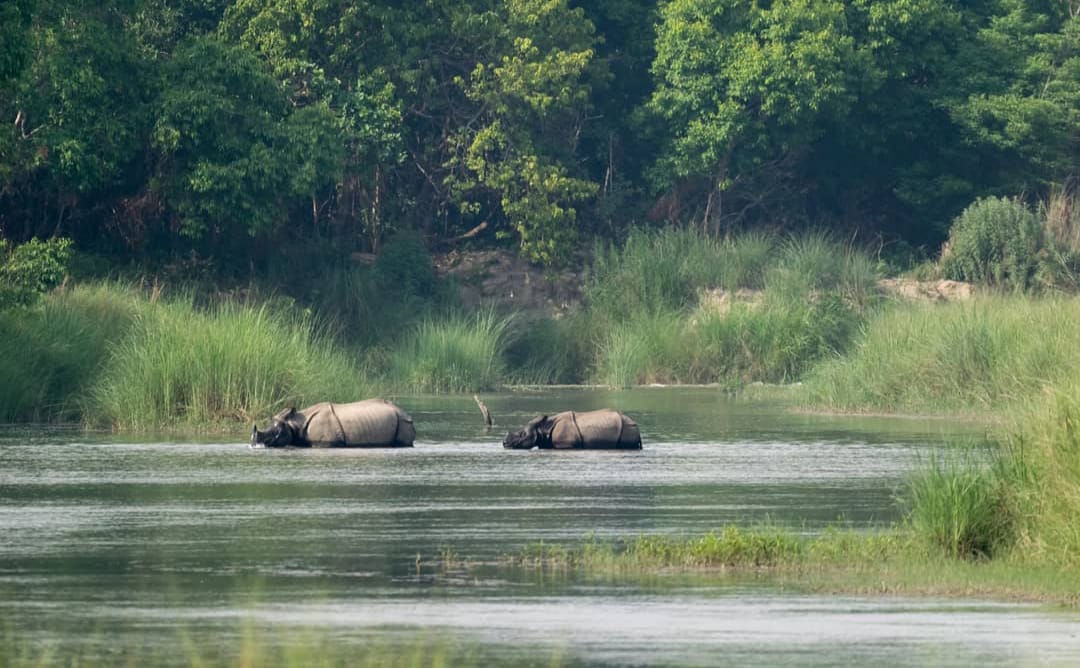 Royal Bengal Tiger & One-horned Rhino Safari in Bardiya (6/7)