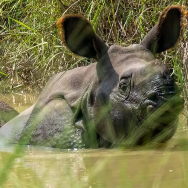 Royal Bengal Tiger & One-horned Rhino Safari in Bardiya (7/7)
