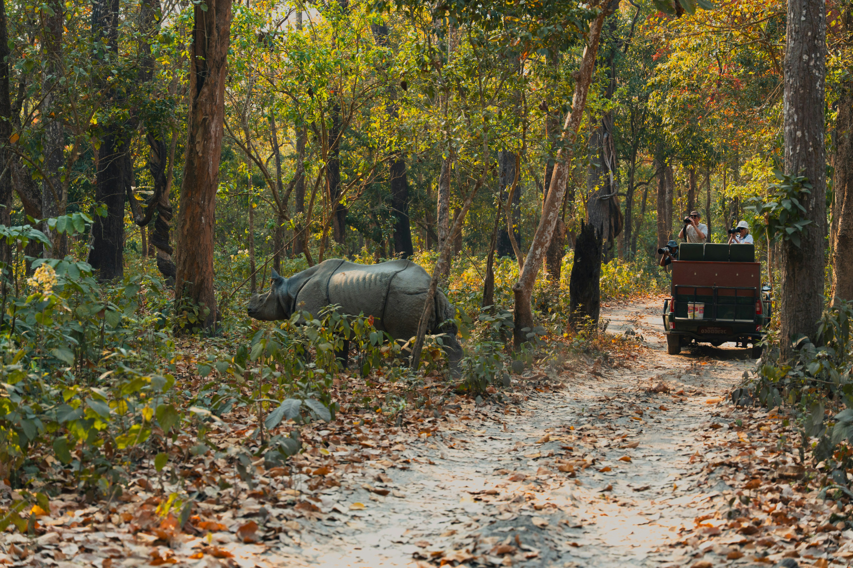 Royal Bengal Tiger & One-horned rhino- Chitwan (4/7)