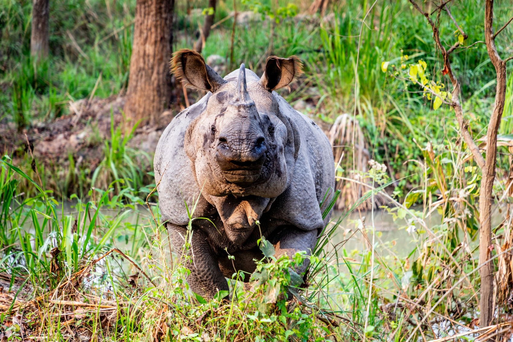 Royal Bengal Tiger & One-horned rhino- Chitwan