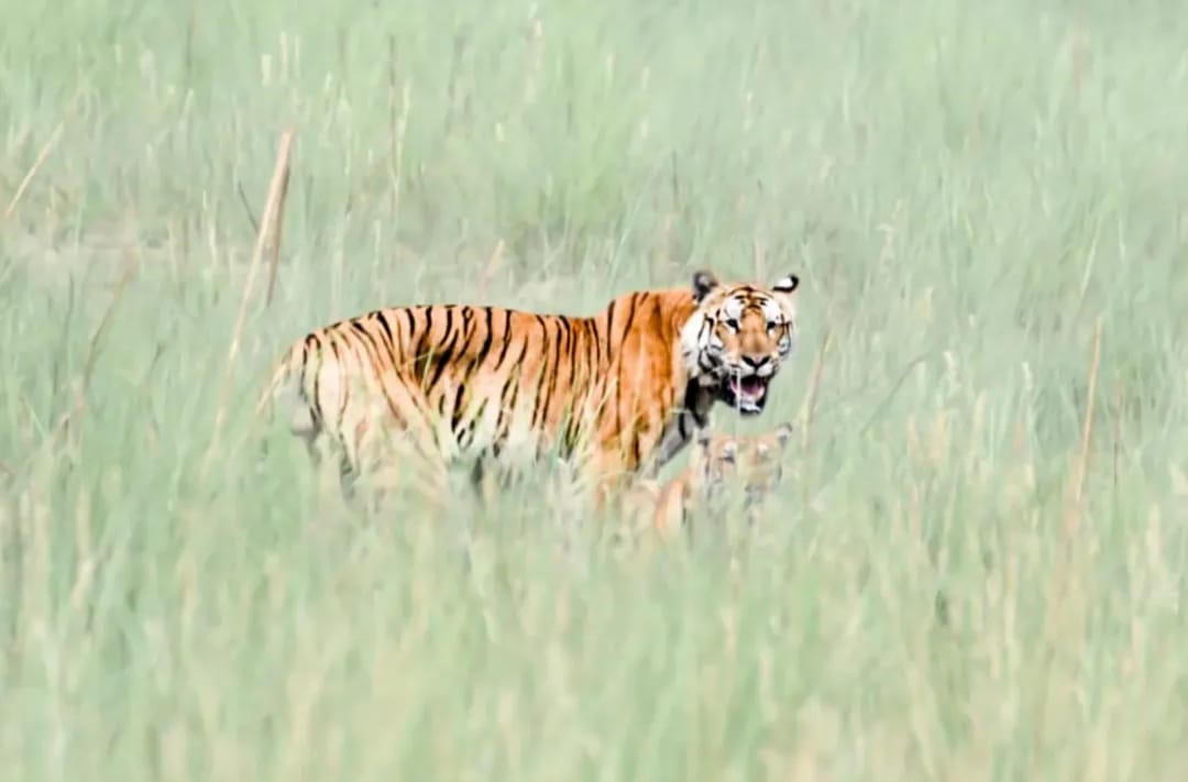 Royal Bengal Tiger & One-horned rhino- Chitwan (2/7)
