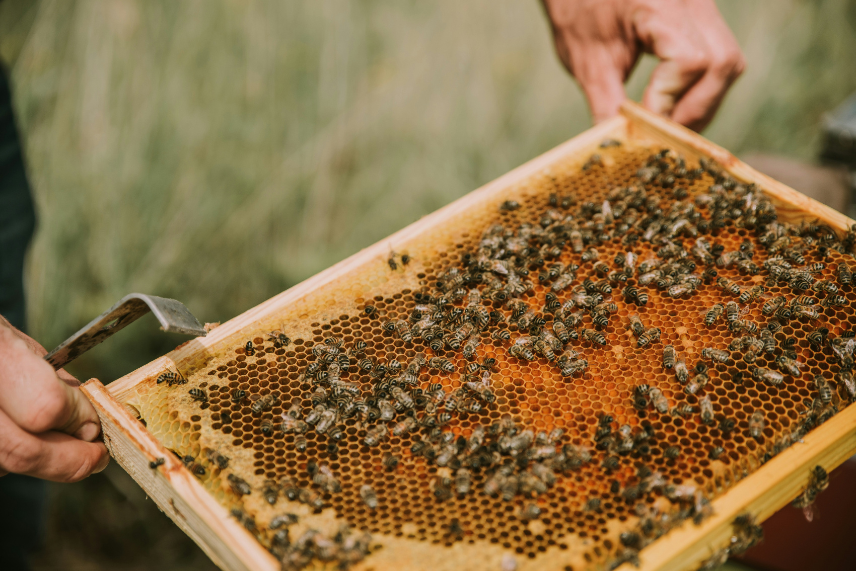 Wild Honey Hunting Tour in Lamjung (5/6)