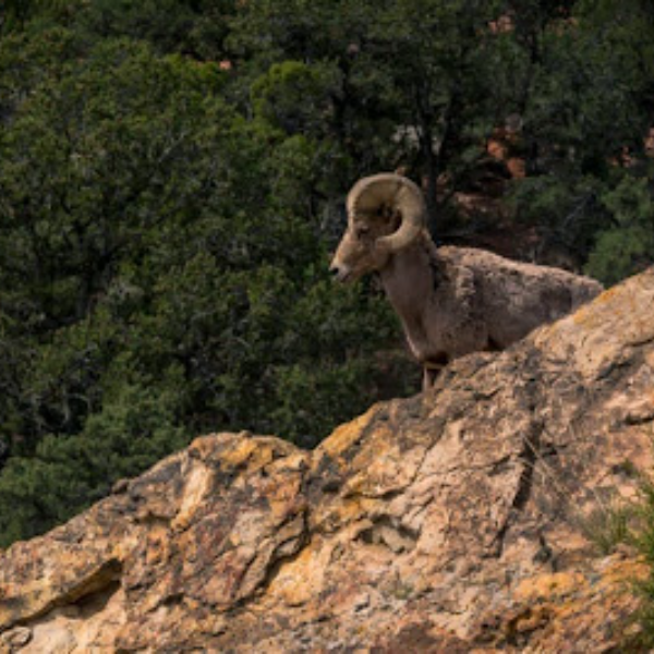 Blue sheep hunting in Dhorpatan