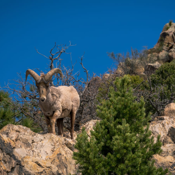 Blue sheep hunting in Dhorpatan (3/6)