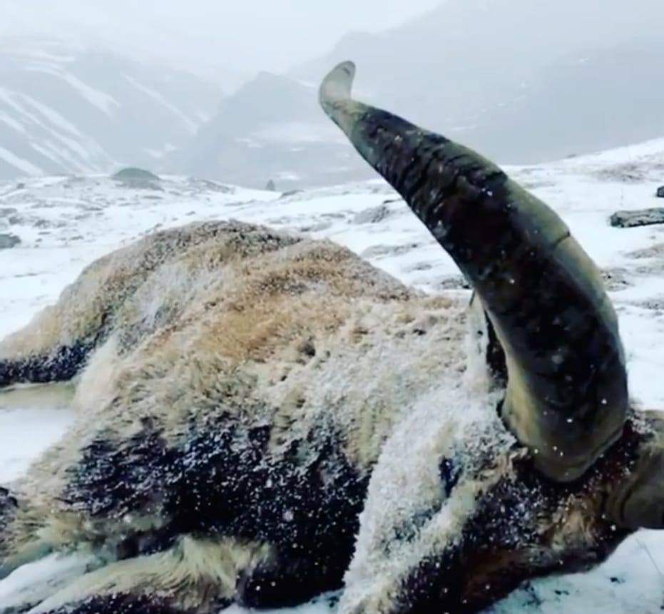 Blue sheep hunting in Dhorpatan (6/6)
