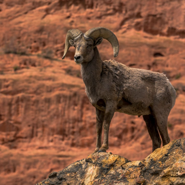 Blue sheep hunting in Dhorpatan (4/6)