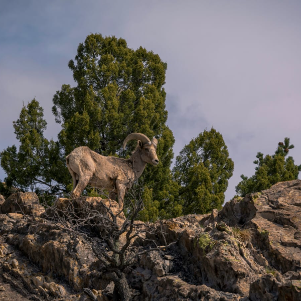Blue sheep hunting in Dhorpatan (5/6)