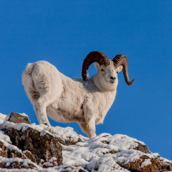 Blue sheep hunting in Dhorpatan (2/6)