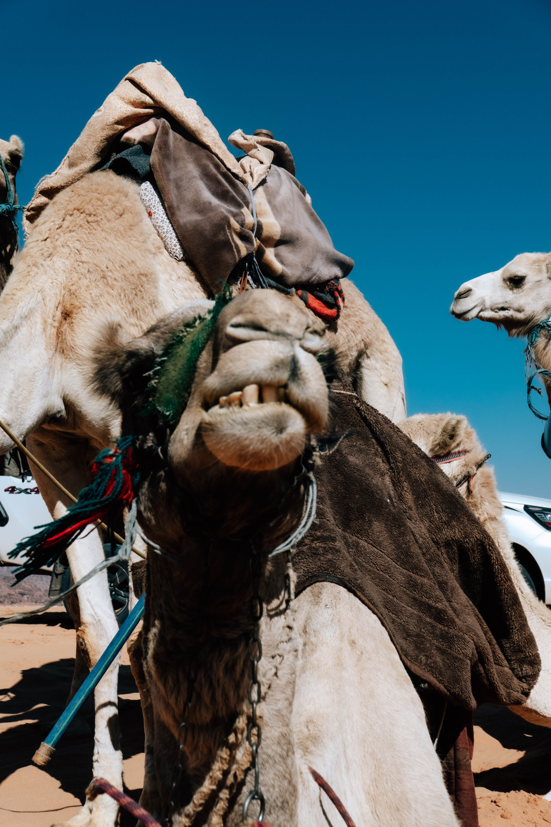 8 Day Trekking & Bedouin Adventure Tour Jordan (9/52)