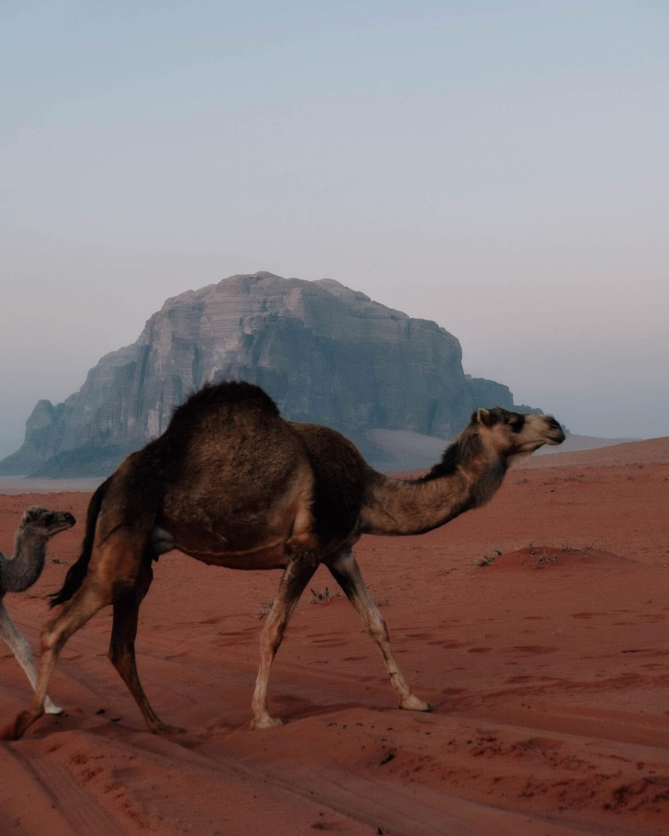 8 Day Trekking & Bedouin Adventure Tour Jordan (14/52)