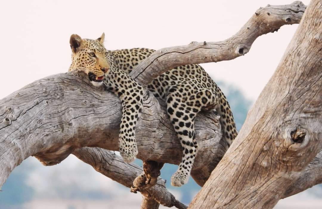 Масаи Мара с ограниченным бюджетом — 4-дневное групповое сафари (9/10)