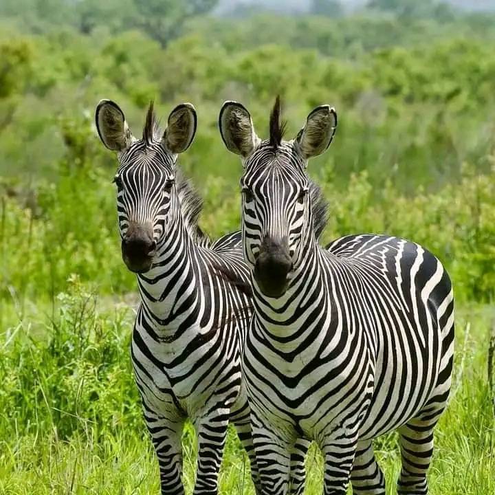 Масаи Мара с ограниченным бюджетом — 4-дневное групповое сафари (10/10)