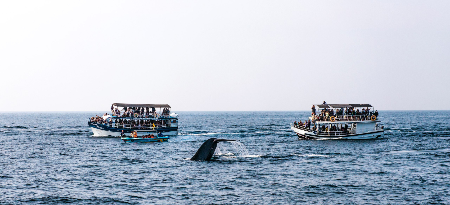 Активный Йога-тур и перезагрузка на Шри-Ланке  Все Сбудется!! (17/52)