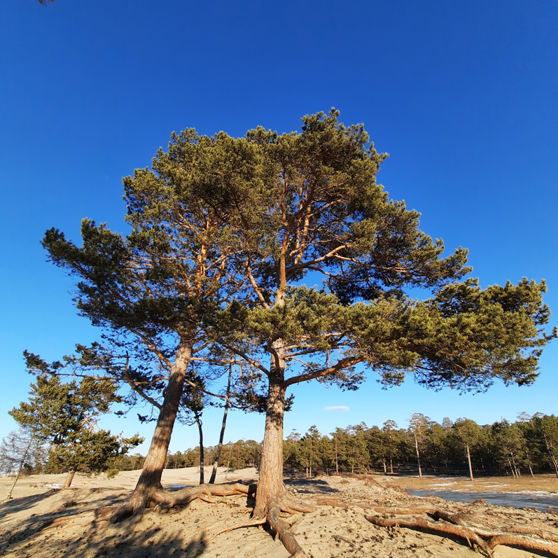 Зимний лед Байкала. Проживание на турбазе. (43/92)