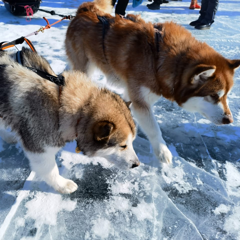 Зимний лед Байкала. Проживание на турбазе. (33/92)