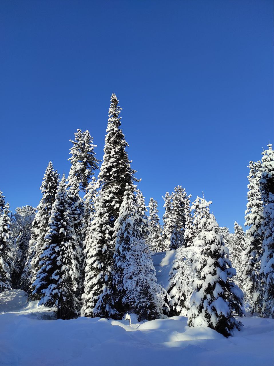 Лучшие горнолыжные курорты Алтая и Горной Шории за 7 дней