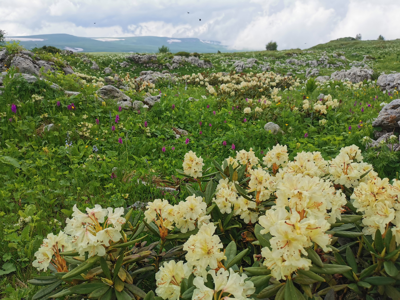 Мультиактив в Адыгее (61/102)