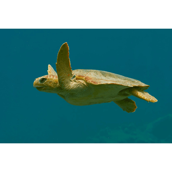 Под парусами за поиском сокровищ на Сейшелах (2/44)