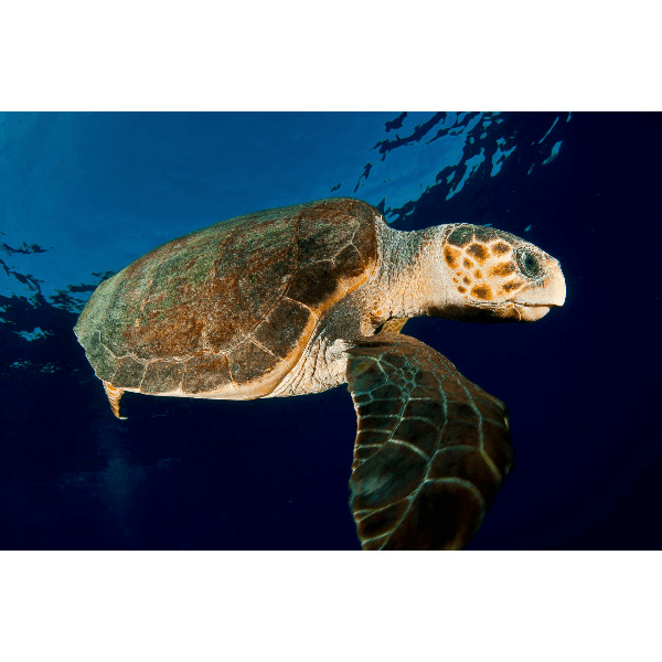 Под парусами за поиском сокровищ на Сейшелах (3/44)