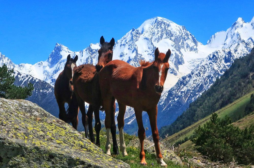 Треккинг в Приэльбрусье без рюкзаков.
