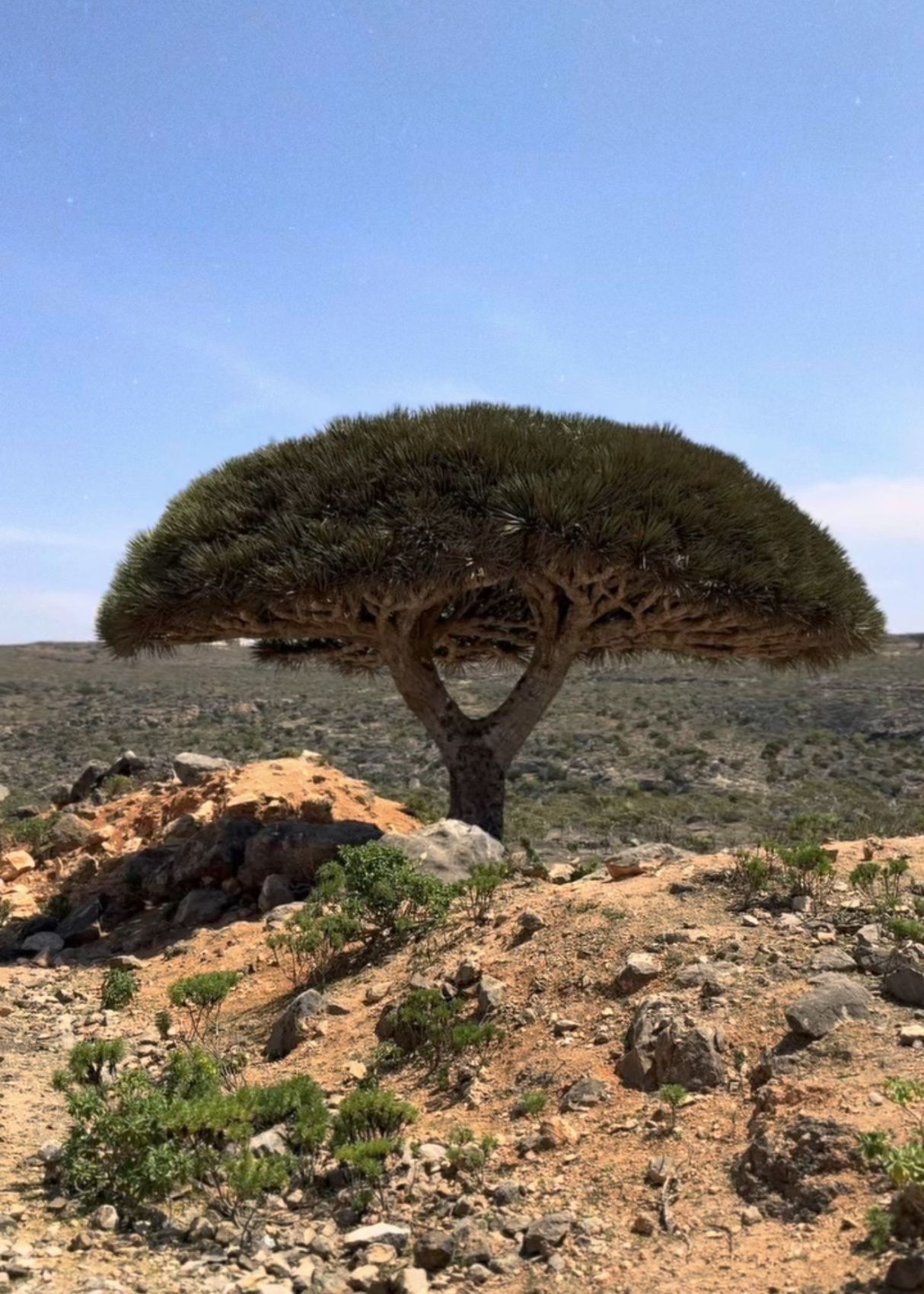 Таинственная Сокотра и ее неземные пейзажи, комфортное размещение 