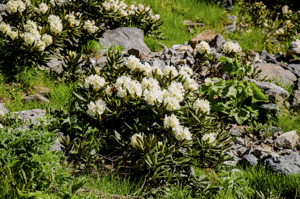Треккинг в Домбае. Комфорт-тур с гостиницей (16/47)