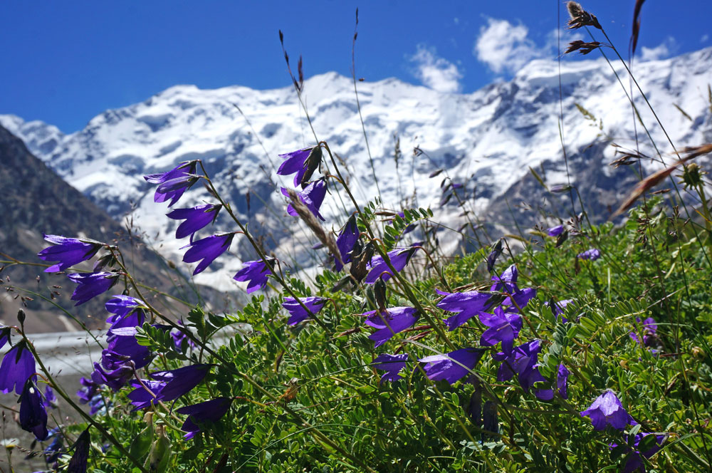 Треккинг в Безенги. Комфорт-тур с гостиницей. (18/54)