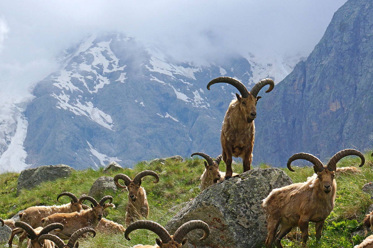 Горный лагерь в Безенгийском ущелье (21/47)