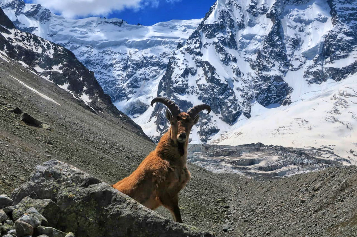 Треккинг в Безенги. Комфорт-тур с гостиницей. (27/54)