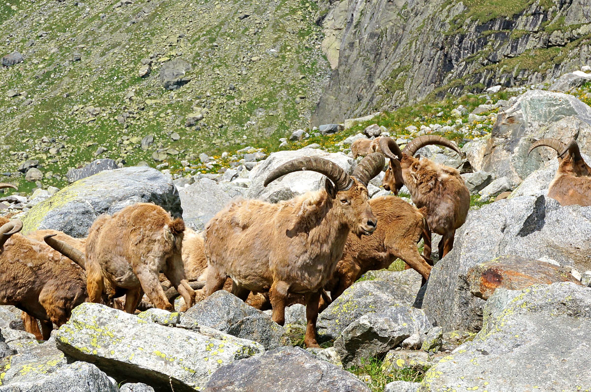 Треккинг в Безенги. Комфорт-тур с гостиницей. (29/54)