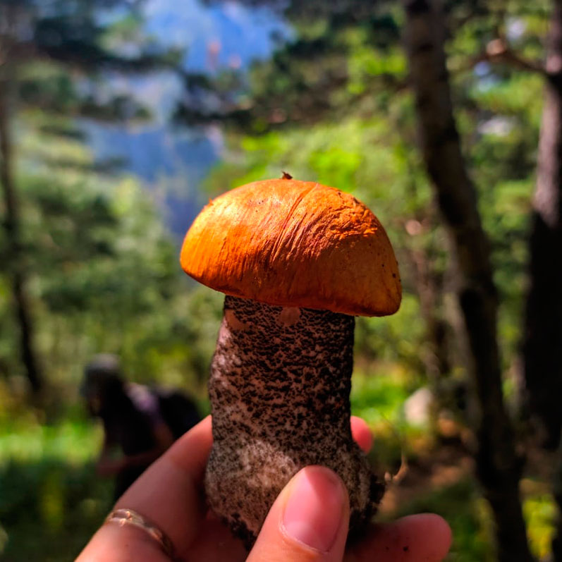 Горный лагерь в Северной Осетии. Дигорское ущелье (27/74)