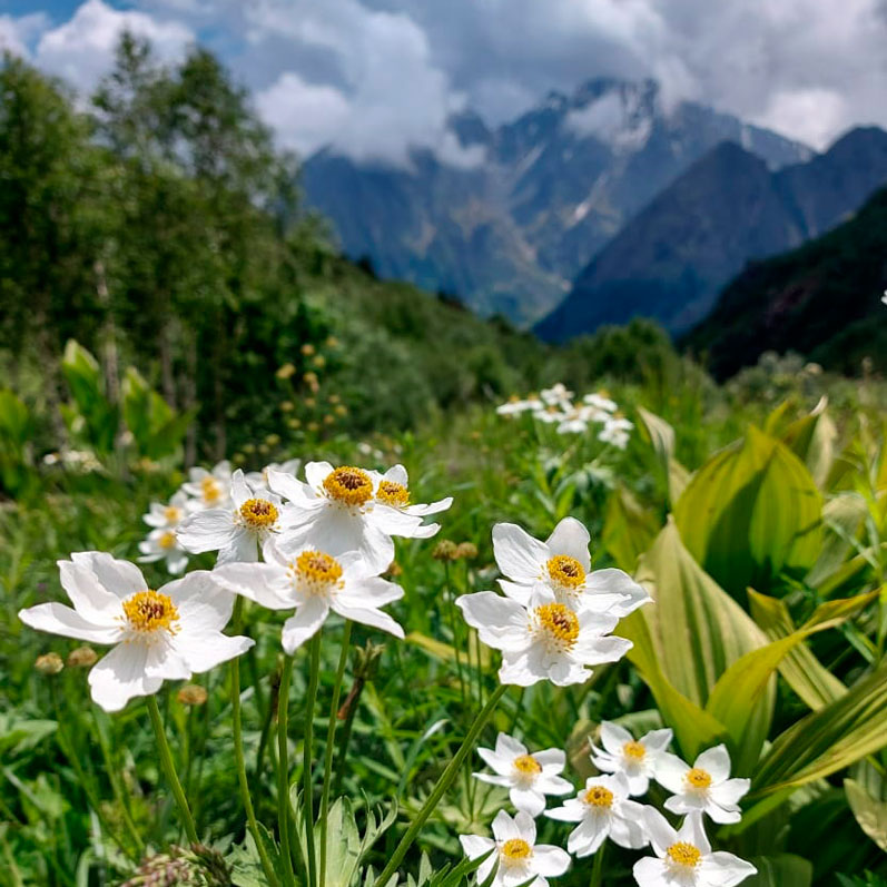 Горный лагерь в Северной Осетии. Дигорское ущелье (24/74)