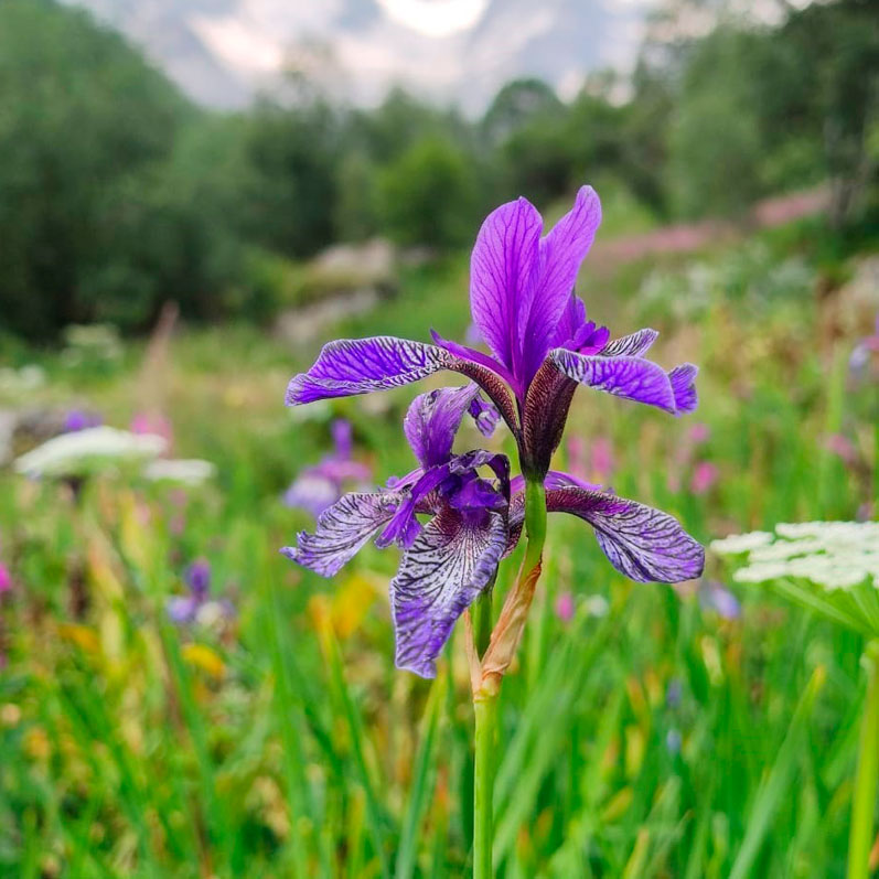 Горный лагерь в Северной Осетии. Дигорское ущелье (43/74)