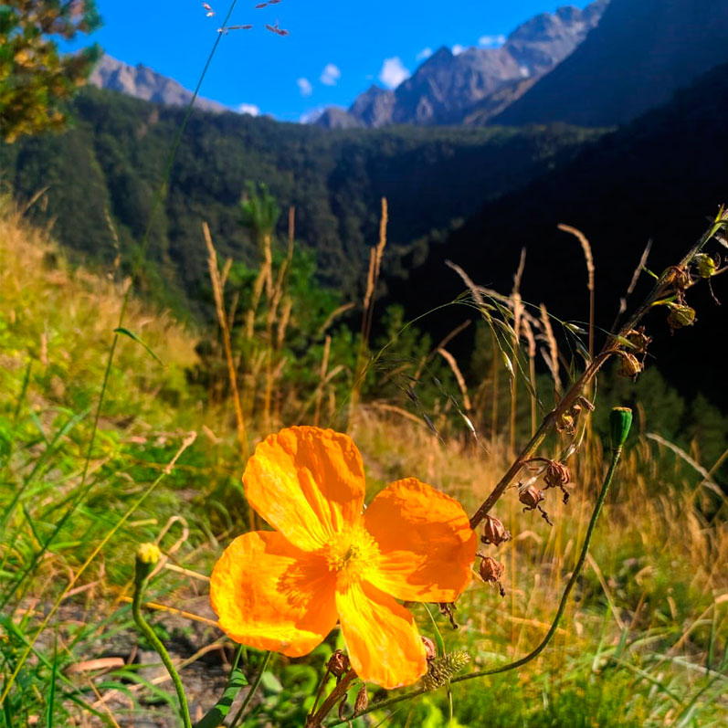 Горный лагерь в Северной Осетии. Дигорское ущелье (7/74)