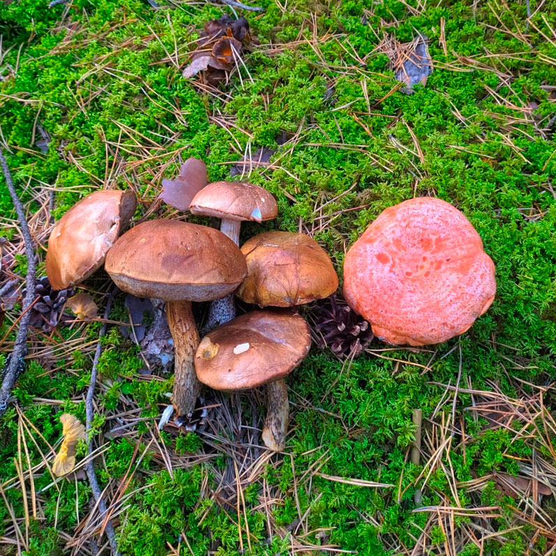 Треккинг в Северной Осетии. Дигорское ущелье (16/51)