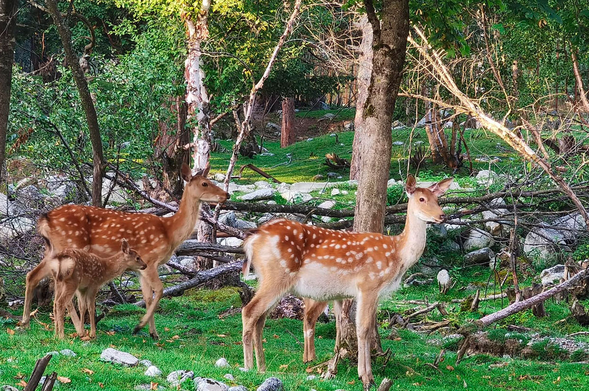 Треккинг в Северной Осетии. Дигорское ущелье (30/51)